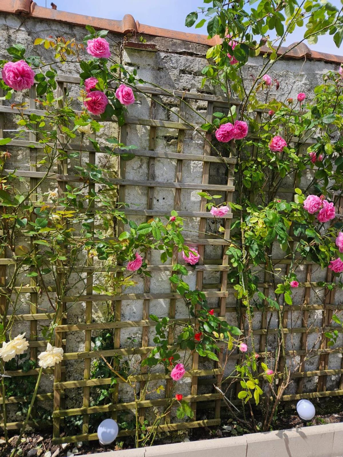 Studio Avec Jardin Rosendael Proche Plage Dunkirk Dış mekan fotoğraf